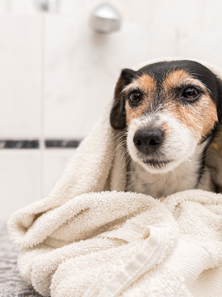 ペットサロン Shampoo 岐阜県にあるトリミング ホテル