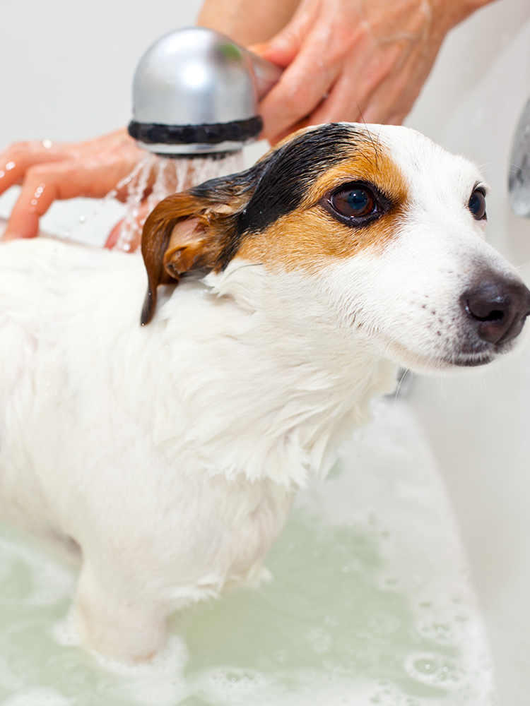 ペットサロン Shampoo 岐阜県にあるトリミング ホテル